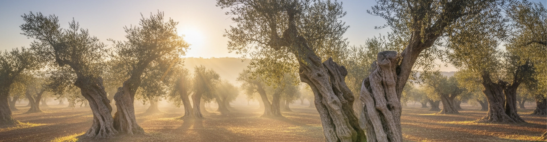 Lugar de origen aceite con corazon